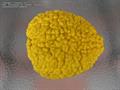 Rough lemon